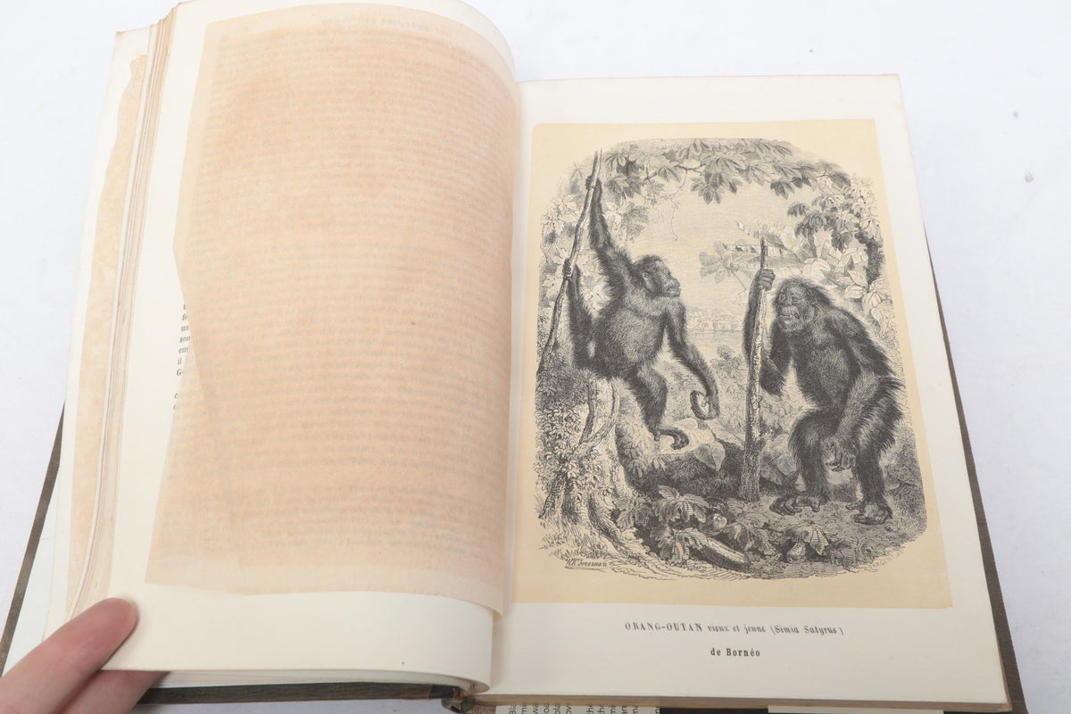 Paul Gervais — Histoire Naturelle des Mammifères — First Part, Paris, 1854 — photographed detail