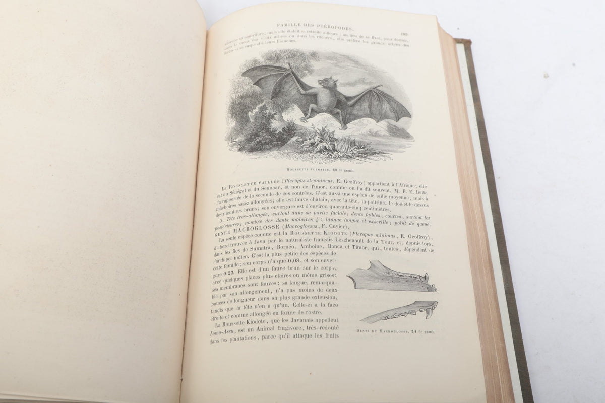 Paul Gervais — Histoire Naturelle des Mammifères — First Part, Paris, 1854 — photographed detail