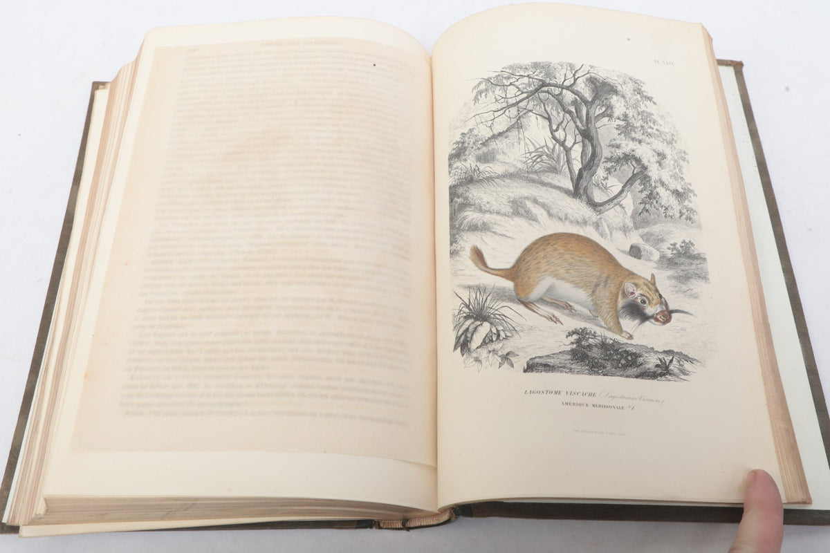 Paul Gervais — Histoire Naturelle des Mammifères — First Part, Paris, 1854 — photographed detail